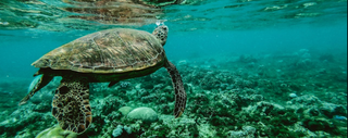Mission Two: Miami Blue Seas: A Movement to Eradicate Plastic Ocean Waste